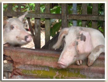 Cochons aux philippines